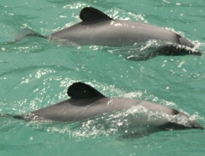 Dolphins in Akaroa Harbour